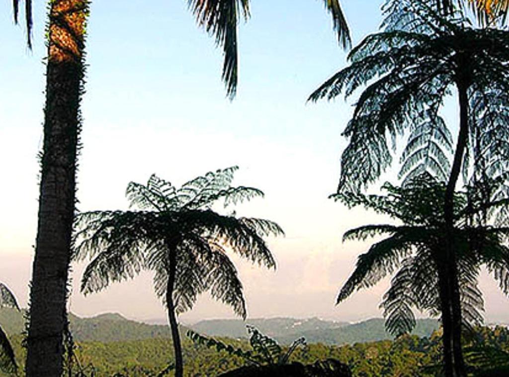 El Hotelito At The Rainforest Experience Farm Fajardo Exterior foto
